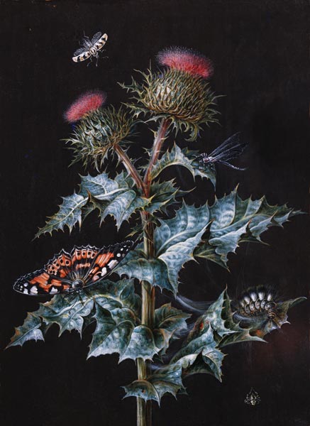 A Study of a Thistle with Insects (gouache) a Barbara Regina Dietzsch