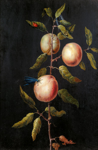 Branch of a Pear Tree a Barbara Regina Dietzsch