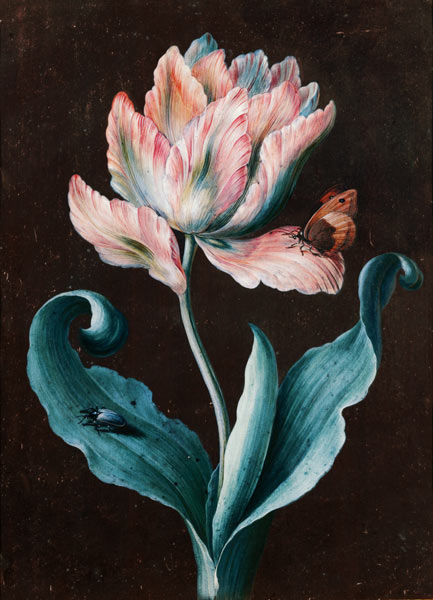 Parrot Tulip with Butterfly and Beetle (gouache) a Barbara Regina Dietzsch