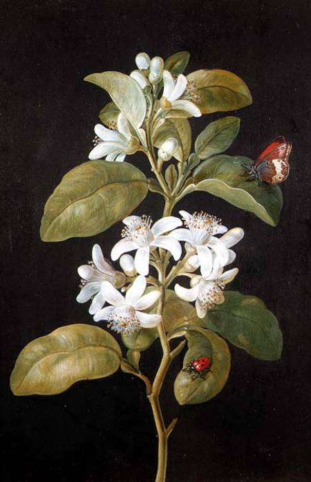 Pear Blossom a Barbara Regina Dietzsch