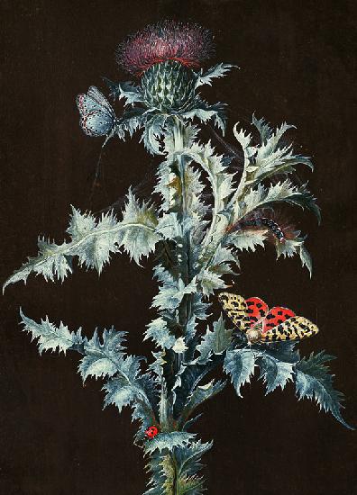 Still Life of a Thistle (gouache)