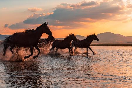 WATER HORSES