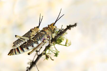 grasshoppers mating