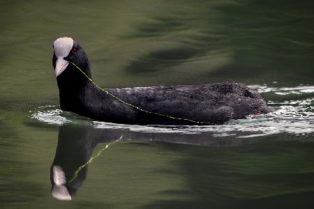 Cute coot