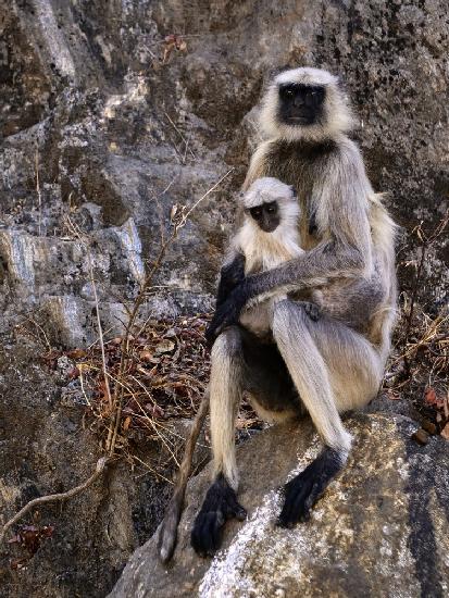 Monkey Motherhood