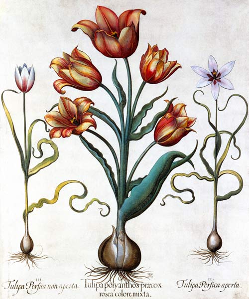 Tulipa Perfica non aperta, Tulipa Polyanthos Pracox a Basilius Besler