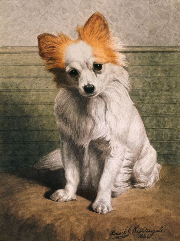 Toy Dog, 1884 (w/c)  a Basil J. Nightingale