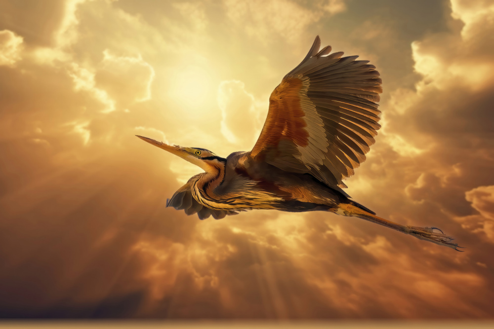 Sky heron a Bassant Meligy
