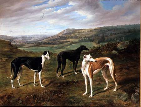 Greyhounds a Benjamin Cam Norton