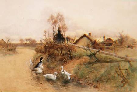 Dabbling Ducks a Benjamin D. Sigmund