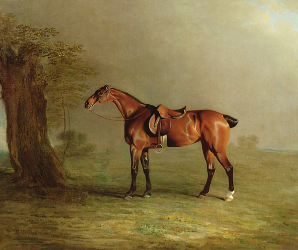 Racehorse a Benjamin Marshall