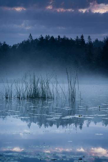 Reed in the morning light