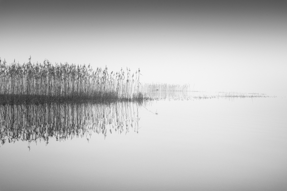 Reed in the mist a Benny Pettersson