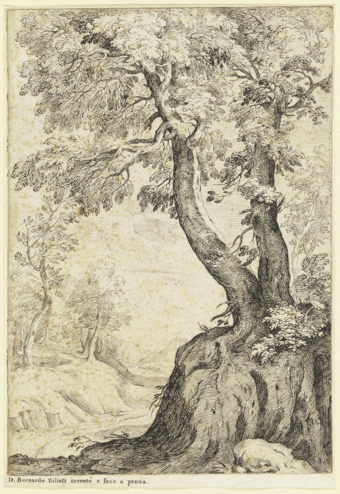 Tree section a Bernardo Zilotti