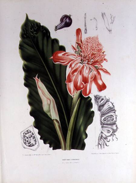 Elettaria Speciosa, illustration from 'Fleurs, Fruits et Feuillage Choises de la Flore et da la Pomo a Berthe Hoola van Nooten