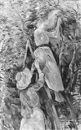 Picking cherries, 1891 (see also 18907)