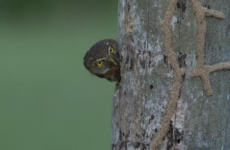A fist sized owl in a tree hole