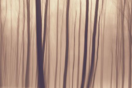 Trees In Forest 9