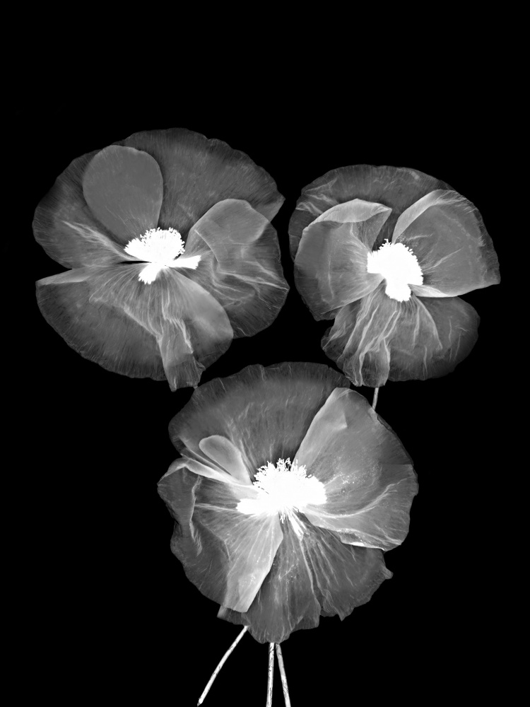Black and White Delicate Flowers a Bilge Paksoylu