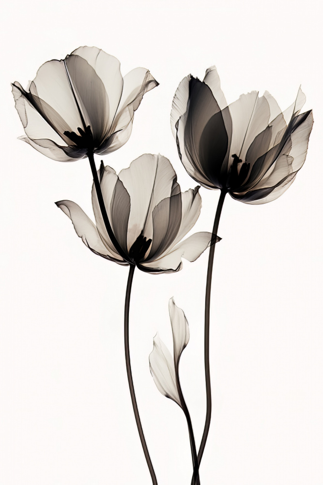 Black Tulips 2 a Bilge Paksoylu
