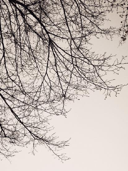 Branches against the sky -BW