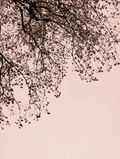 Branches against the sky -  Pink