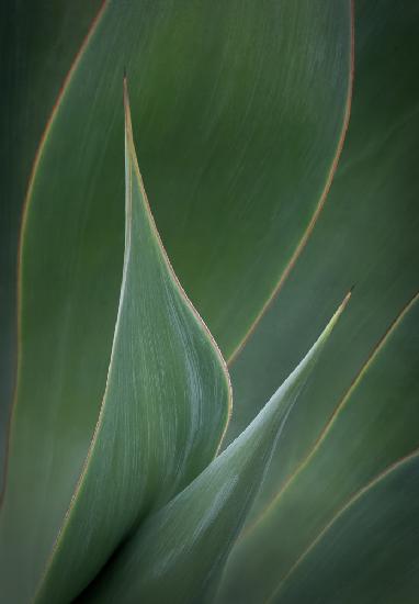 Succulent at SD Botanical Garden