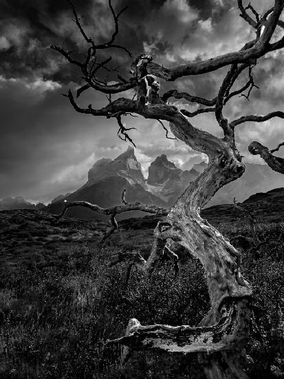 The tree and the mountain