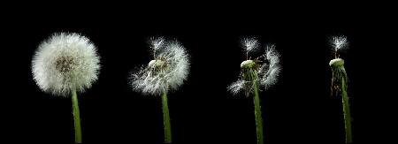 dandelion flower sequenz