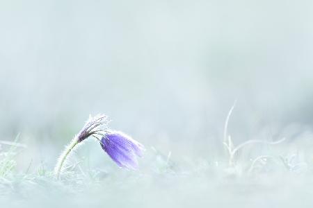 Close-up of purple flower on field