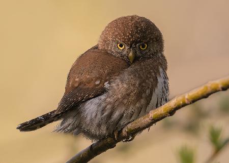 Northern Pygmy owl