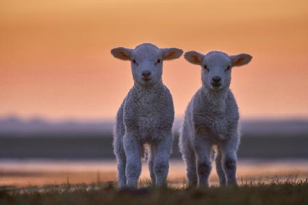 Lamb Twins