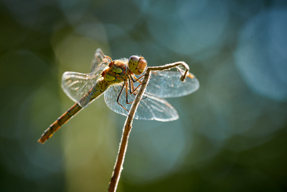 Dragonfly in backlight a Bodo Balzer