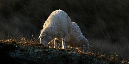 Sheep having breakfast in the first sunlight
