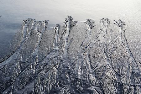 Forest drawn by the water