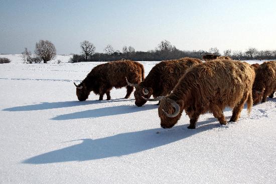 Selbst robuste Highlander hungern im Schnee a Bodo Marks