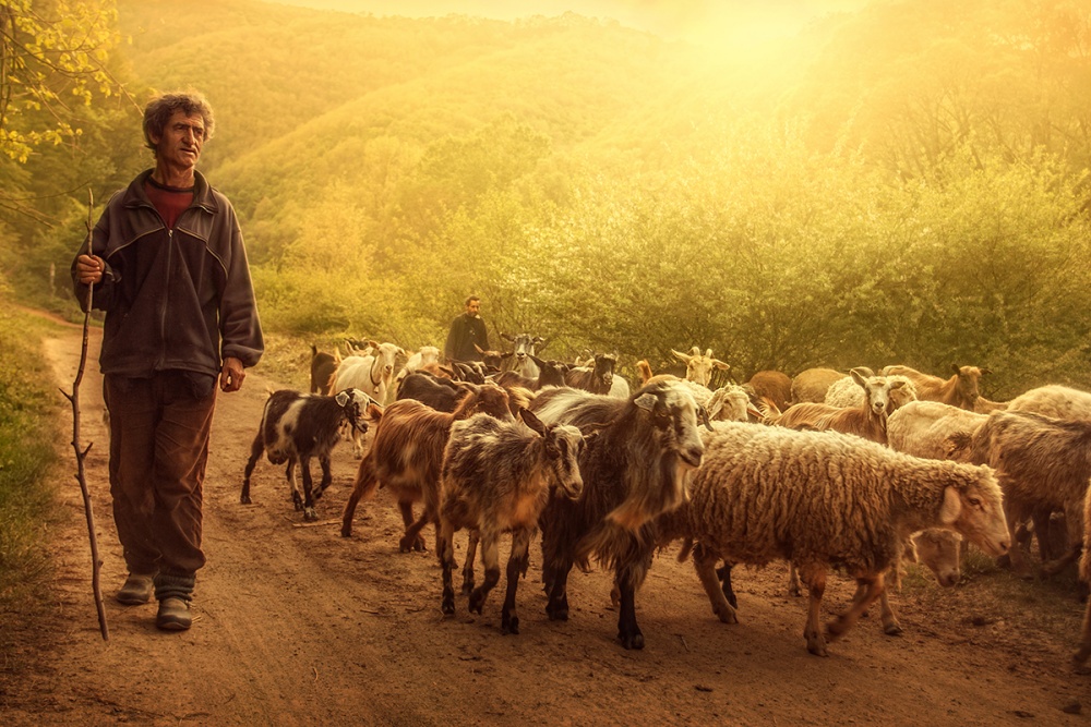 Shepherd a Bojan Dzodan