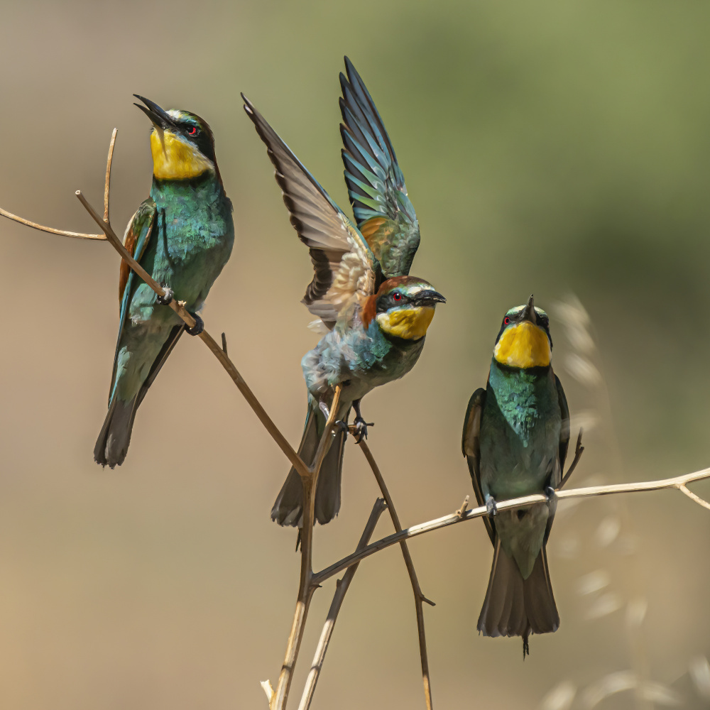 Bee-eaters a Boris Lichtman