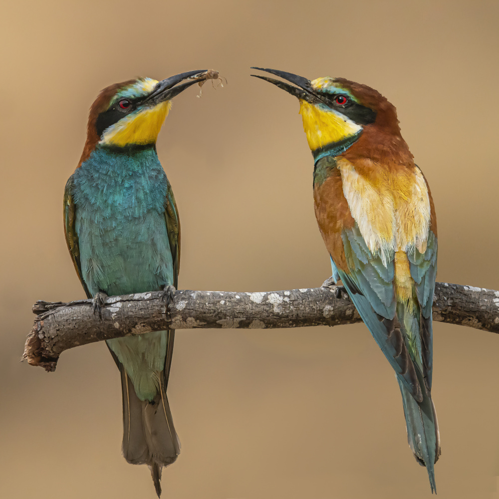 Bee-eaters a Boris Lichtman