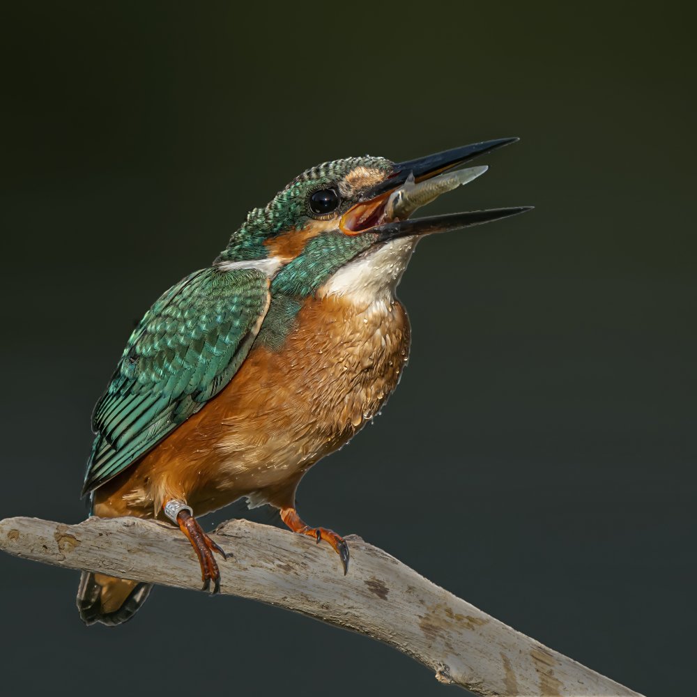 Kingfisher a Boris Lichtman