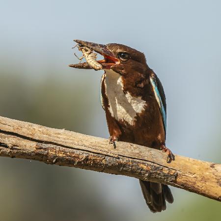 Kingfisher