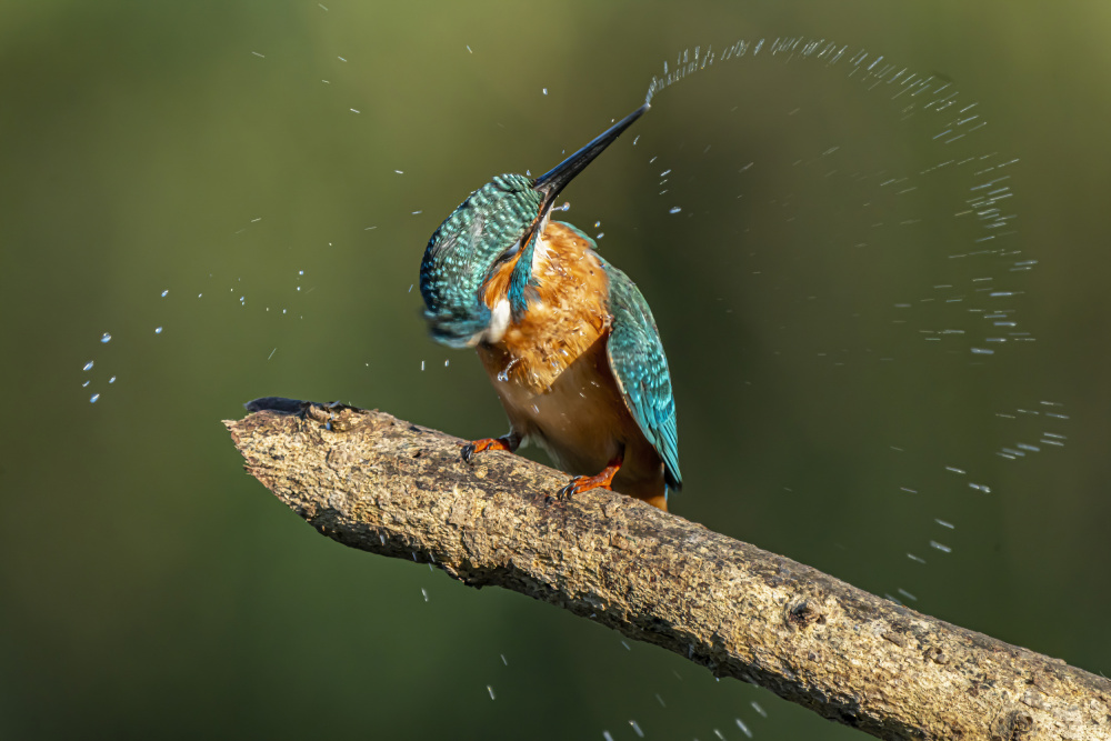 Kingfisher after bathing a Boris Lichtman