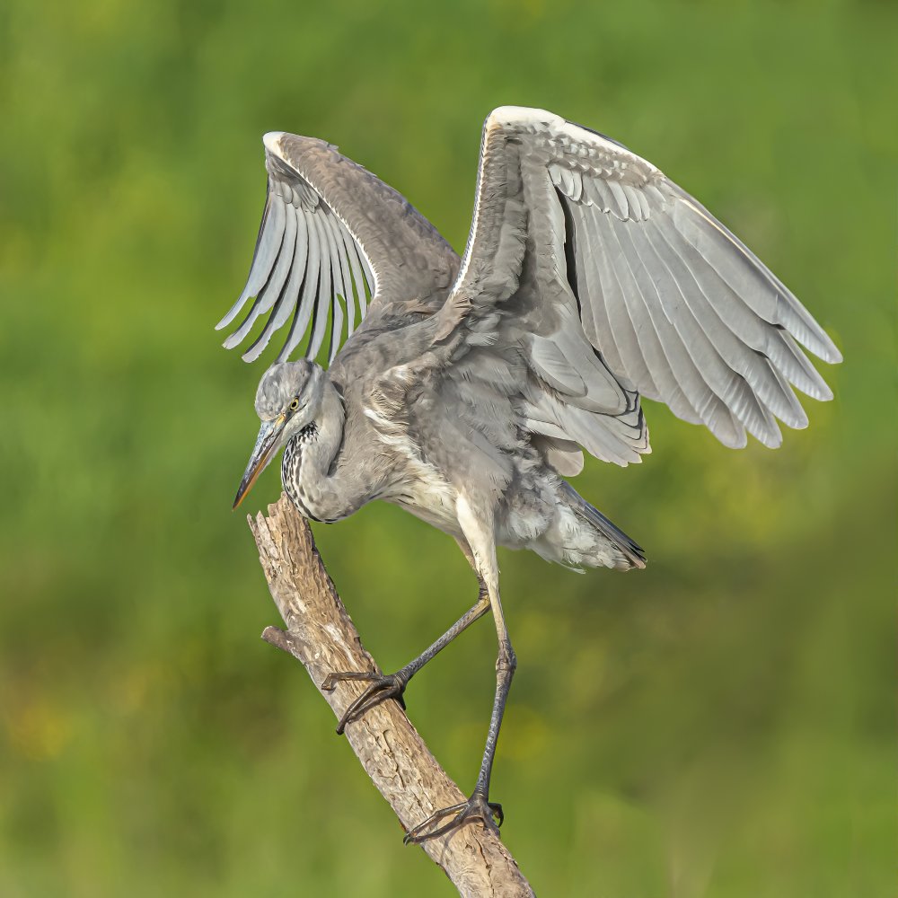 Grey heron a Boris Lichtman