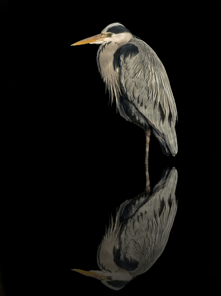 Grey heron in the dark a Boris Lichtman