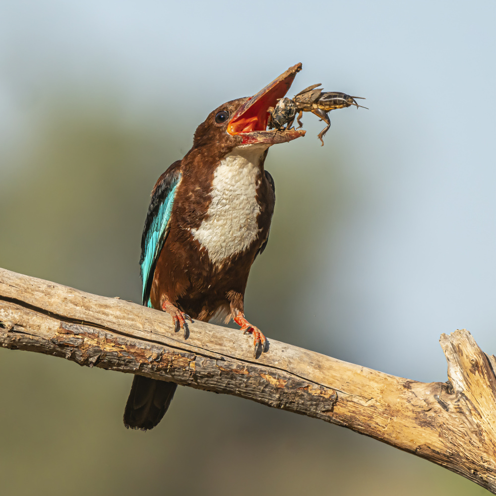 White-throated kingfisher a Boris Lichtman