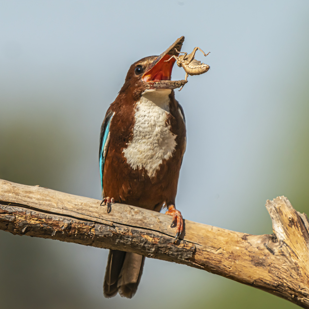 White-throated kingfisher a Boris Lichtman