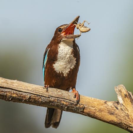 White-throated kingfisher