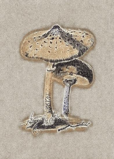Hand Drawn Parasol Mushroom Brown