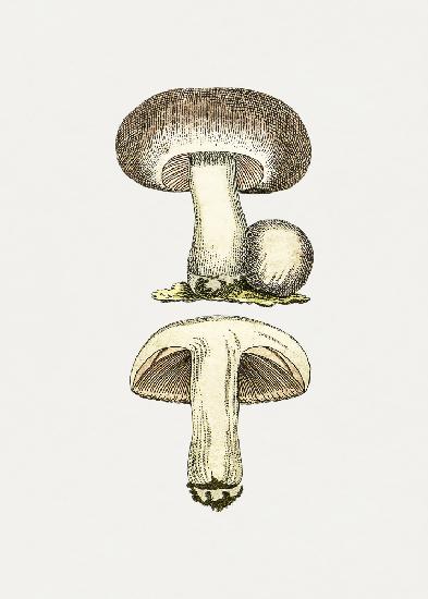 Hand Drawn Field Mushroom Gray