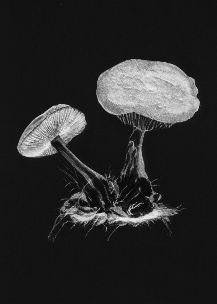 Vintage Violet Webcap Mushroom Dark BW a Botanik